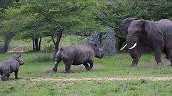 elephant and rhinoceros fight // two elephants threaten the rhinoceros
