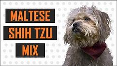 Maltese Shih Tzu Mix - Complete Guide On The Cute Dog
