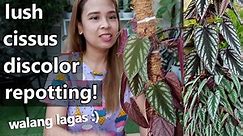 HOW I REPOT MY LUSH CISSUS DISCOLOR WITHOUT ANY DAMAGE! || Planters Unboxing From Trusted Seller :)