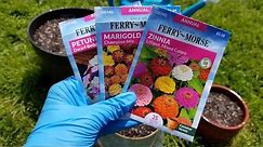 Planting Annual Flower Seeds in Containers | Marigolds, Petunias, and Zinnias