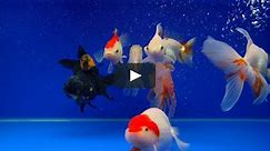 Baby and Kids - Goldfish Aquarium shot in HD with long Scenes
