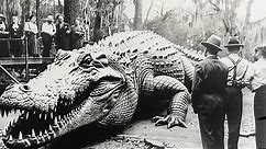 15 BIGGEST Crocodiles In The World