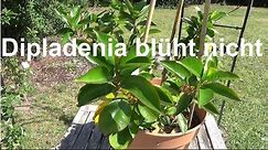 Dipladenia blüht nicht Warum blühen meine Dipladenia nicht Dipladenia Mandevilla