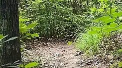 Biggest Rattlesnake Caught on Camera