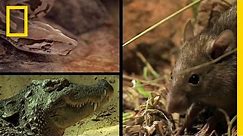 Rat vs. Two Predators | National Geographic