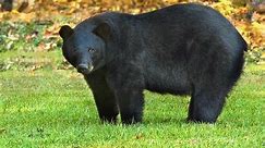 Top 10 Biggest Bears In The World