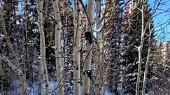 Hike to dog lake--it's beautiful in the wintertime too! Big Cottonwood Canyon, Mill-D trailhead... gentle climbing trail about 5 miles round trip. #Utah #wilderness #backcountry #artist #hiking #backpacking #bestlife #trees #beauty #forest #landscapephotography #winter #contemporary | Laurel McFarland
