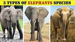3 Different Types Of Elephants In The World