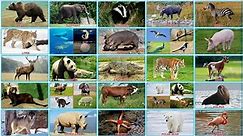 200 Animals in the World 🦁🐶🦄 Animals Sound - Test your animals memory