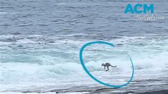 'Skippy dipping' kangaroo seen frolicking in ocean on NSW South Coast