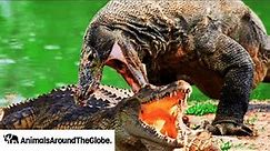 Crocodile vs. Monitor Lizard