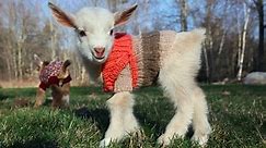 Goat Triplets in Sweaters...Could anything be cuter?
