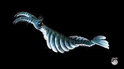 Anomalocaris canadensis - Creature of the Cambrian Explosion