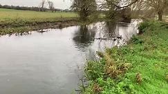 Nene Anglers - Wadenhoe back water this morning , 2...