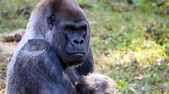 Zoo Atlanta mourns loss of its oldest gorilla