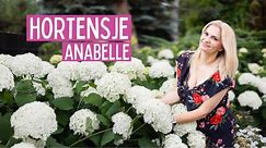 Hortensje Anabelle - jak uzyskać duże kwiaty, jak rozróżnić hortensje, pielęgnacja