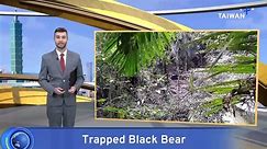 Formosan Black Bear Snared for Second Time in Under a Year - video Dailymotion
