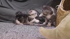 Baby Cats  Cute and Funny Cat Videos Compilation 64  Aww Animals_480p