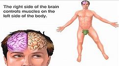 How Brain Works Animation: Human Brain Structure & Function Video -Brain Lobes: Anatomy & Physiology