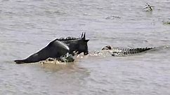 Wildebeest miraculously survives two crocodile attacks