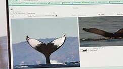 Identifying humpback whales online