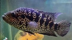 The cichlid aquarium life #shorts #fyp #foryou #fishtok