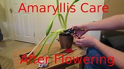 Amaryllis Care, After Flowering