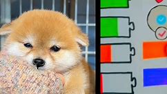 #CuteDog Videos: Adorable Pets, Puppies & Dog Moments
