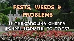 Is the Carolina Cherry Laurel Harmful to Dogs?
