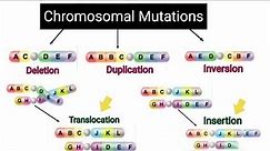 Chromosomal Mutations( types of mutations)#molecular_biology #dna #chromosome