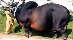 WOW! Amazing Biggest Cow in The World - New Agriculture Technologies