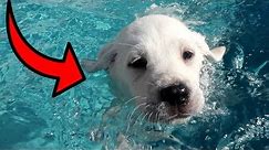 LABRADOR PUPPIES SWIM FOR THE FIRST TIME!!