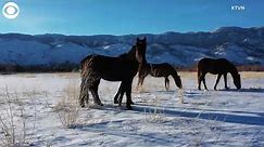 Wild horses in Washoe Valley in Nevada