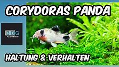 Der Corydoras Panda | Haltung & Verhalten | Fischenzyklopädie | BiBiG
