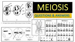 MEIOSIS GRADE 12 LIFE SCIENCES QUESTIONS AND ANSWERS THUNDEREDUC BY M SAIDI