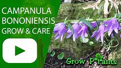 Campanula bononiensis– grow & care (Beautiful flowers)