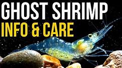 Ghost Shrimp Info And Care | Ghost Shrimp Care Guide!