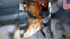 Dziwny wypadek: samochód uderza w konia. Kierowca i zwierzę nie żyją.