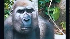 Getting To Love Gorillas part 2