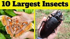 Top 10 Largest Insects in the World | 10 Giant Insects: Vocabulary Boost for Kids! Largest Bugs