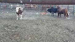 Two Bulls matting with one cow amazing video
