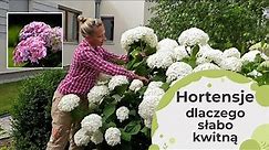 Hortensje dlaczego nie kwitną? Jakie błędy mogliśmy popełnić w uprawie hortensji?