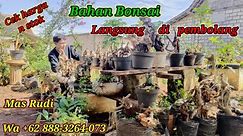 Cek harga n stok... Bahan bonsai dongkelan alam di Mas Rudi Wa +62 888-3264-073