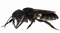World’s largest bee, once presumed extinct, filmed alive in the wild