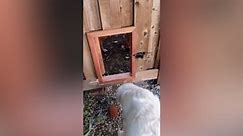 Owners build secret dog door in fence for "best friend" dogs