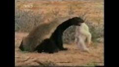 The scientific reason why the honey badger doesn't have to give a s**t