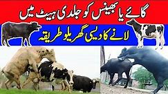 How to Bring Cow or Buffalo in Heat at a Proper Time | Cow Buffalo Farming