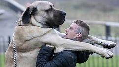 UK's biggest dog weighs a whopping 252 pounds