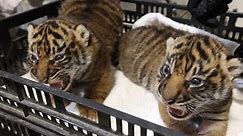 Tiger cubs born at Nashville Zoo doing well