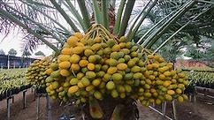 5 trái cây độc, lạ, tuyệt ngon, giúp làm giàu tại đồng bằng sông Mekong, Việt Nam